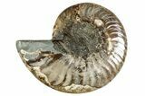 Cut & Polished Ammonite Fossil (Half) - Madagascar #282624-1